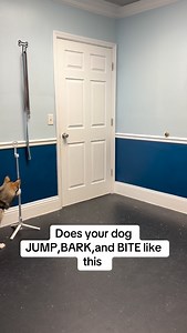 40K views · 323 reactions | #fyp #dogtraining #dogtrainingtips | Dynamite Dog Training | Facebook