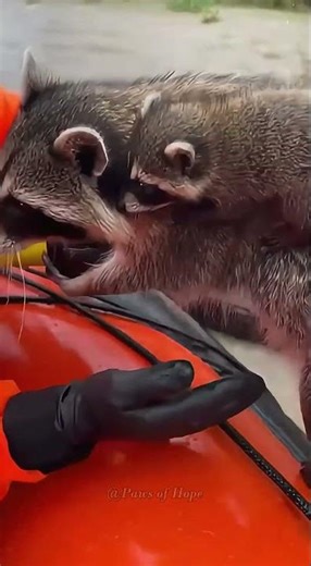 Unbelievable! Stranded raccoon reaches out for help.❤️🦝#raccoon #raccooncity