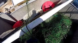 Climb aboard the Perry's Pride II with this awesome footage from Sam Linnell! In the beginning of the video you'll see Sam flaking the net before jumping down to the deck and picking the net. Here, they're catching Monkfish - otherwise known as the poor man's lobster! #ADayInTheLife #FishAlliance | Cape Cod Commercial Fishermen's Alliance