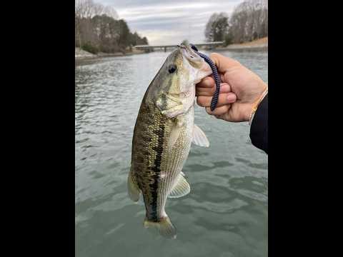 Bassberry Soft Plastic Bait Color Reveal | Independence Tackle Company