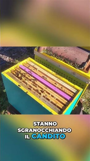 Apicoltura: Gestire le Scorte e Alimentare le Famiglie #shorts