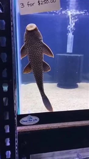 Bro is the final boss of the pet store. 💀🦈 #aquarium #fish #fishtank #animals #fishtok
