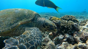 7.3K views · 310 reactions |  Outliving the Dinosaurs 秊 Turtles...