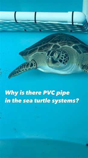 3K views · 58 reactions | In the wild, sea turtles will often use...