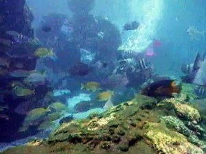 Blonde woman scuba diving scene