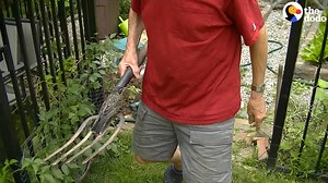 20M views · 236K shares | This guy is helping a baby robin find worms to eat. He rescued her after she was found all alone, and raised her until she was big enough to fly away  | The Dodo | Facebook