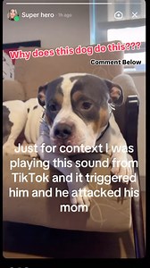 34K views · 80 reactions | This dog is super triggered by a sharp noise. There are many ways he might have responded, and this is what he did! He went after another dog out of the frame. What do you think this behavior is? Why is he doing it? Comment below and we will go over it in the next video. #dogbehavior #dogtraining #anxiousdog | Thinking Canine | Facebook