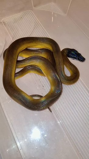 Bientôt fini la quarantaine pour monsieur ! #leiopython #albertisi #python #reptilelover #snake | Enzo Ancelin