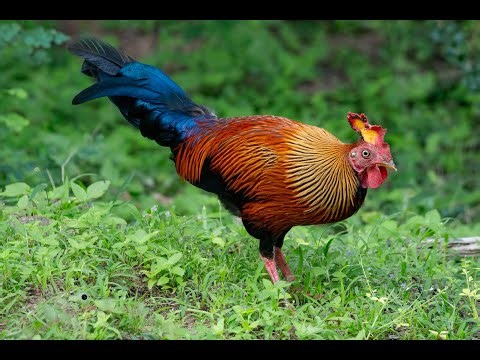 Sri Lankan Junglefowl | Sri Lanka’s National Bird in the Wild | Yala National Park