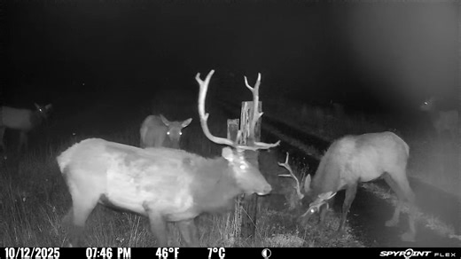 Touching tips | Elk Hunt Oregon