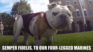 130K views · 5.2K reactions | Happy National Dog Day! Today we celebrate the canines in our Corps. | U.S. Marine Corps | Facebook