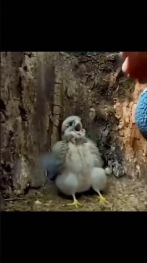 Hilarious Edits! | 😂🦜 The Funniest Bird Screaming Video You’ll Ever See! 🐦🤣