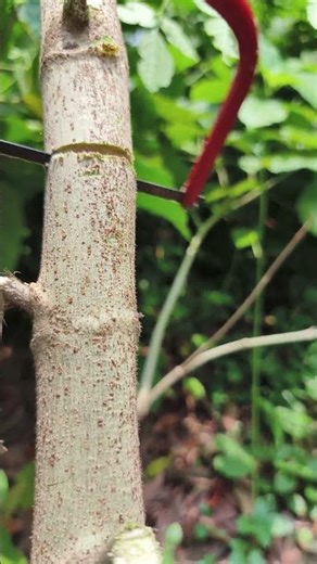 Rules for cutting Episode 158