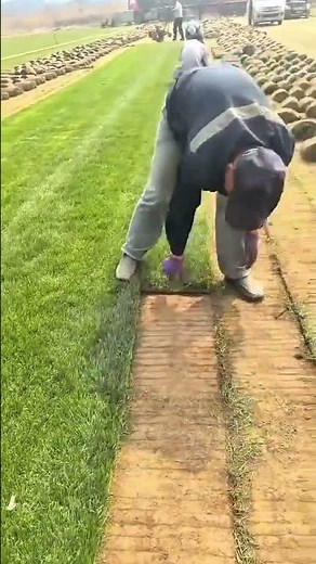 Rolls sod to create a beautiful green lawn on a large field with other rolls