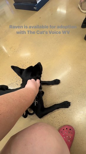 2.7K views · 17 reactions | Meet Raven she’s a doll! | Patricia Ratlief | Facebook