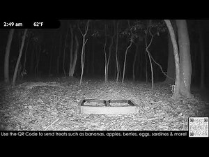 Wildlife Live Cam - Critter Cam