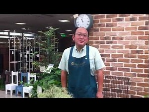 タイムの育て方・日常管理 剪定の方法