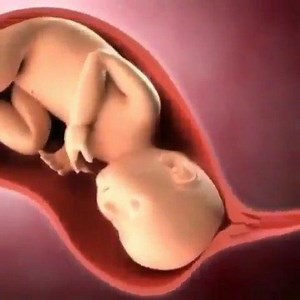 1.6K views · 16 reactions | Amazing vaginal birth animation . Here...