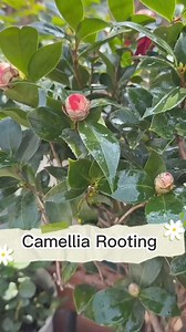 🍃🌺🌺🌺Camellia Rooting 🌺🌺🍃#graftingtechniques #grafting #cuttings #garden #bonsai #gardenproject #gardendesign #gardeningtips | Seed Connect