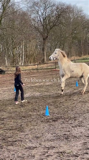 Es ist ein Privileg 🫶 #viral #horse #trend #privileg