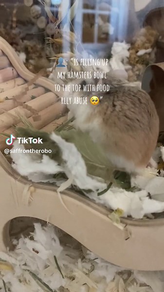 Hamster Care Tips: How to Properly Feed Your Hamster