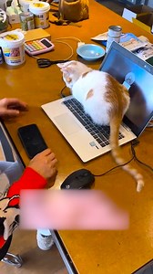 348K views · 10K reactions | Every jump is drama and every stare is judgment 浪 | Molly | Facebook