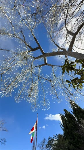 @historical trivia ユウ 🎵 Glass Forest #箱根 #ガラスの森美術館 #デート #Japan#japantiktok 日本語↔︎English ◇ガラスの森美術館◇ 箱根ガラスの森美術館は、ヴェネチアン・グラスの名品を展示する日本初の専門美術館で、中世イタリアを彷彿とさせる美しい庭園が特徴です。 1. 水時計（クレプシドラ） 庭園からヴェネチアン・グラス美術館（大展示館）へ向かう途中の階段付近に、珍しい水時計があります。 • 特徴: 18世紀の設計図を元に再現されたもので、水の重さを利用して歯車を回し、時刻を刻みます。 • 見どころ: ガラス製ではありませんが、そのクラシカルな造形と「コト、コト」と動くアナログな仕組みは、美術館の優雅な雰囲気と見事に調和しています。 2. 水車と「ラ・カンツォーネ」 庭園の奥、早川のせせらぎに近い場所に水車があります。 • 役割: この水車は、かつてガラス工房でガラスを削ったり磨いたりするために使われていた動力源を再現したものです。 • カフェ・レストラン: 水車のすぐそばには「ラ・カンツォーネ」というレストランがあり