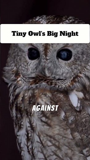 Nighttime Adventures of the Elf Owl Fledgling in Sierra Vista #wildlife #nature