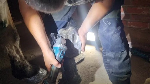 Essential Hoof Care Techniques Using Power Tools