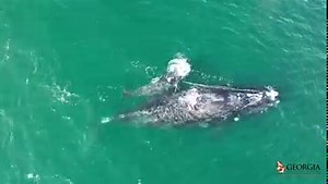 Snow Cone and Calf Spotted off Cumberland Island! 🐋 North Atlantic Right Whale #3560, or Snow Cone, was first seen entangled in March 2021 in Cape Cod Bay. Several disentanglement attempts were made in which the trailing rope was successfully shortened. The calf is new and the second documented in the Southeast this season! It's not entangled, but has been observed swimming in, through and around the ropes. General opinion is that they are short enough that the calf likely won't become entangle
