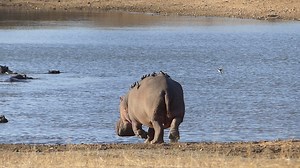 A hippo returns to the water after being disturbed while sunbathing, leaving a small flock of oxpeckers on its back to find a new, dry perching spot! Via Klaserie Drift Safari Camps 🎥 Emily Whiting | Africa Geographic