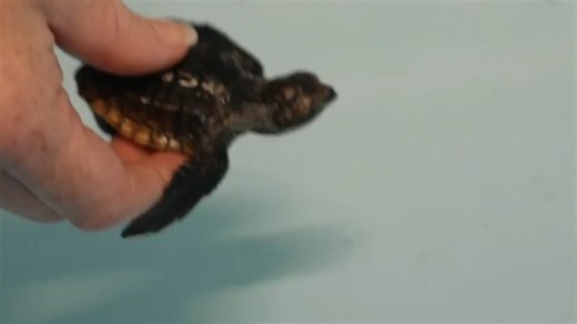 SEA LIFE Sunshine Coast and Queensland Museum join forces to send loggerhead turtle hatchlings on epic ocean odyssey!🐢🐢🐢🐢🐢 Together, we have successfully released 75 loggerhead turtle (Caretta caretta) hatchlings into the Eastern Australian Current, marking a significant milestone in marine conservation efforts. For more information, please go to: https://bit.ly/4aJquxu #sealifesunshinecoast #thewharfmooloolaba #visitsunshinecoast | SEA LIFE Sunshine Coast Aquarium