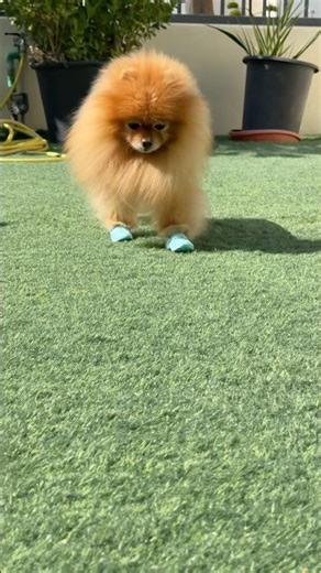 I Put Crocs on My Dog… Now Watch This 😂🐶