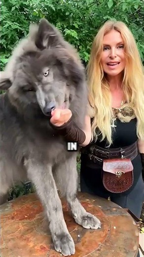 The Deadliest Dog Breeds Alive..