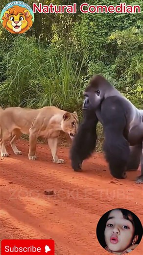 Funniest Animals Doing Silly Things #funnyshorts #funny #animallife #animals #comedy