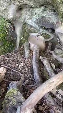 Ferret vs squirrel bobby the Pest control #3