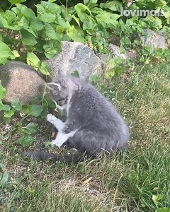 When she gets her new wheels! 🥹 | Lovimals