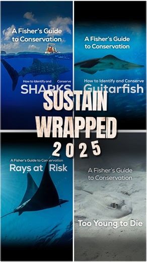 Roundglass Sustain on Instagram: "From sharks and rays to guitarfish, Sustain Wrapped 2025 takes you out to sea with India’s fishing communities and the protected marine species they share their waters with. Earlier this year, we collaborated with InSeason Fish to create a four-part series for fishing communities, spotlighting marine species protected under India’s Wild Life Protection Act (1972). These videos will be translated into regional languages to support the fisherfolk working in region