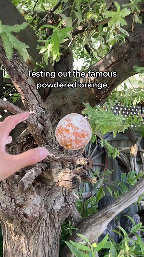 Powdered Orange Smoothie Recipe | The Blendie