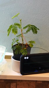 46K views · 693 reactions | Controlling a plant with my brain 易​華 | The Action Lab | Facebook