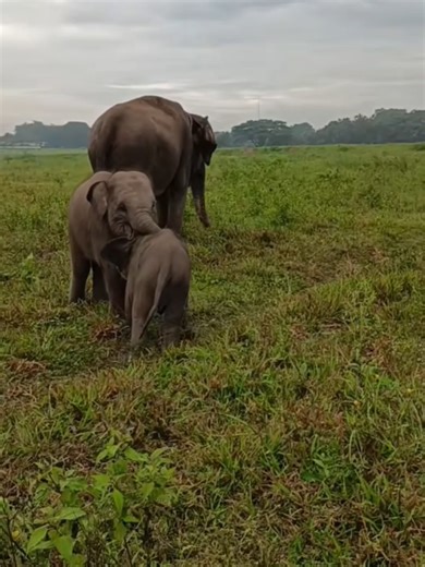 Naughty Baby Elephant Plays with Sister
