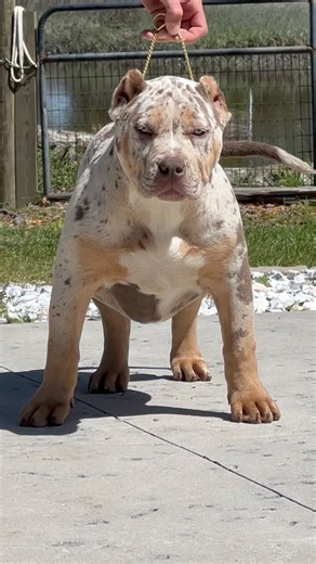 Such A Beautiful XL Bully 🤩✨ Camp Bullies Caviar 🐌 From 4 Months ➡️ 1.5 Years Old 👏 Couldn’t Be Happier With The Way She Is Turning Out ♥️ Thick, Compact, And Looking Like She Got That BBL With Her Curvy Figure And Thick Rear 🍑💉 We’ve Got BIG Plans For This Girl 📑 So Be Sure To Hit That Follow Button 👆 #xlbully #merlebully #thick #beauty #designer #luxurious #xlamericanbully | Camp Bullies