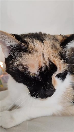 ZERO_void (@zero_.void)’s videos with original sound - maplecinnabunofficial