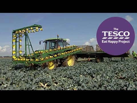 Budding Broccoli: how does broccoli grow?