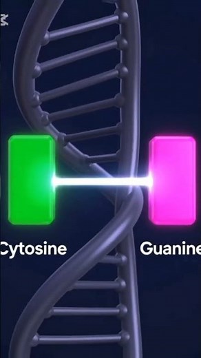 DNA Structure in 3D | Double Helix Explained with Realistic Animation.