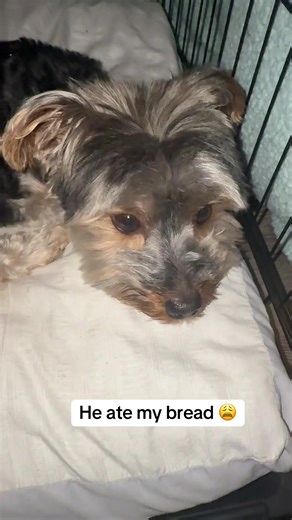 I’m lost for words 😣 #yorkie #fyp | Yorkie Dog