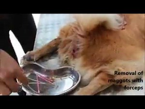 myiasis in abdomen of dog with surgical removal