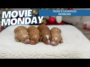 Trixie's Cavapoo Puppies Newborn