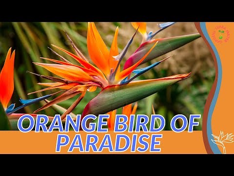 ORANGE BIRD OF PARADISE Information and Growing Tips! (Strelitzia reginae)