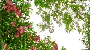 Pink Oleander Flowers Wiggling Under Wind Stock Footage Video (100% Royalty-free) 2746928 | Shutterstock